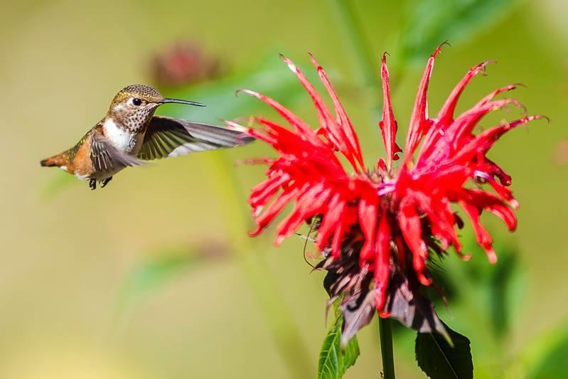 Cosy Woodpecker Cottage Fernwood エクステリア 写真